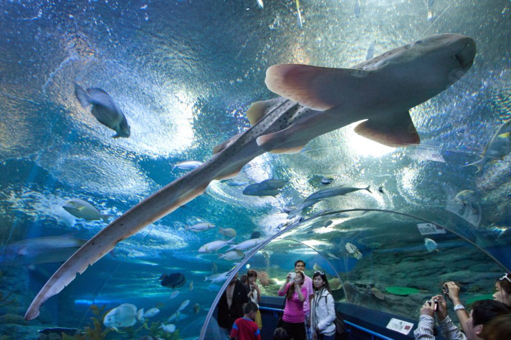 Океанариум «Underwater World Pattaya»
