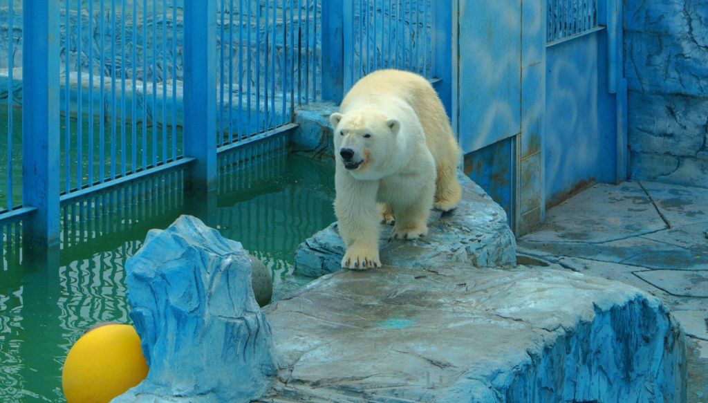 Общение с животными и всей природой всегда положительно влияет на эмоциональное состояние детей и взрослых