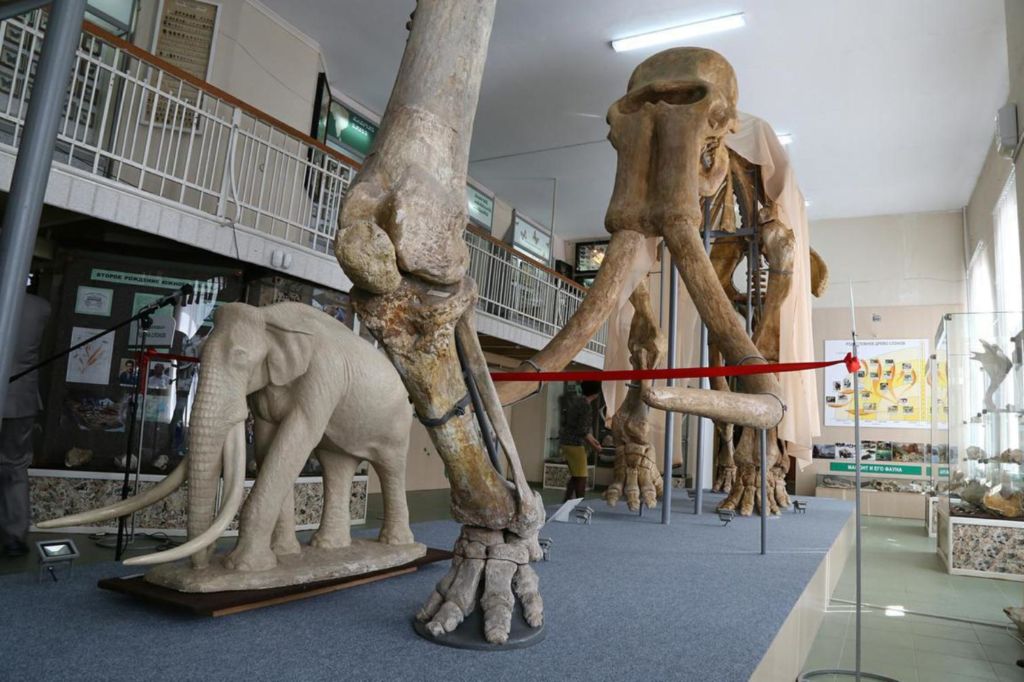 Скелет южного слона