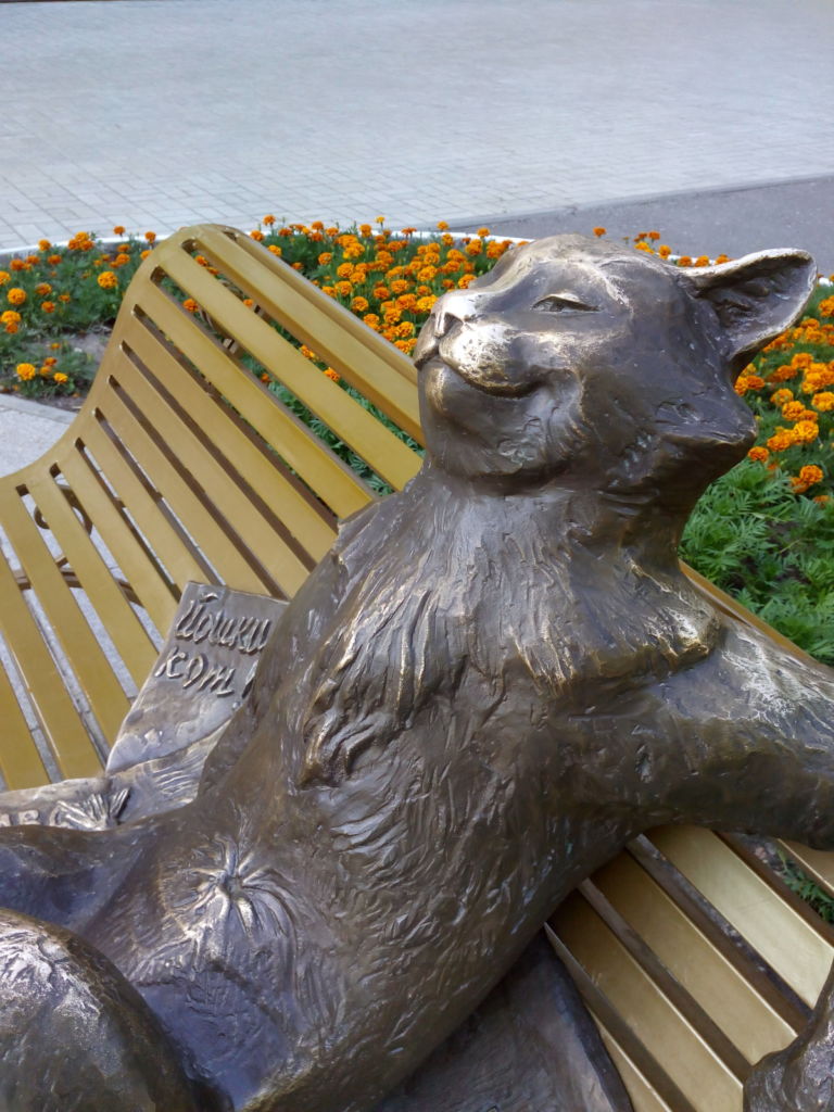 Кот вблизи
