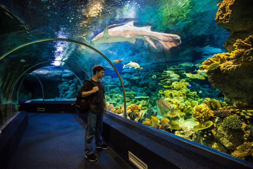 Адлерский океанариум «Sochi Discovery World Aquarium» — океанариум с акриловым тоннелем длиной 44 метра