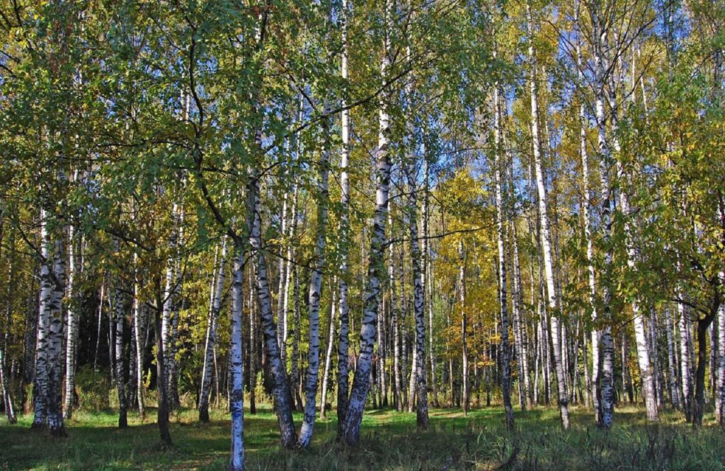 Роща