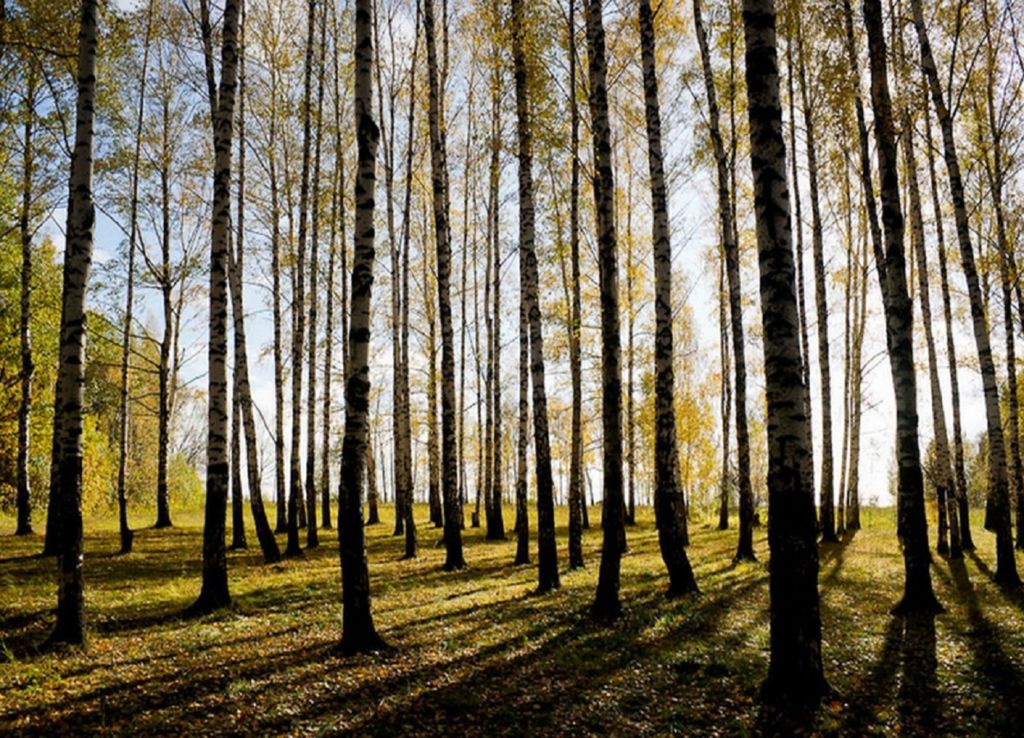 Роща Лучинник