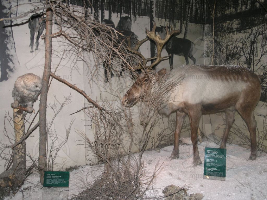 Лось