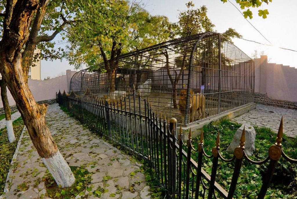 Лев