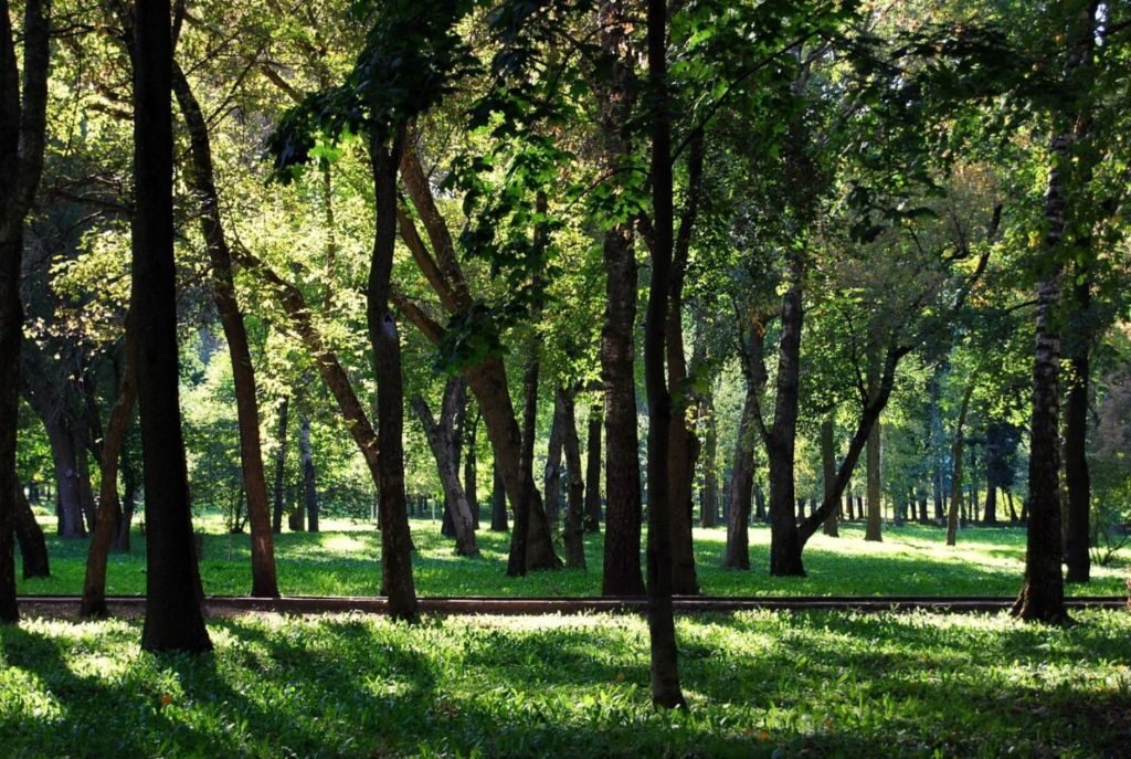 Зелень парка